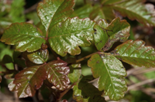 poison oak