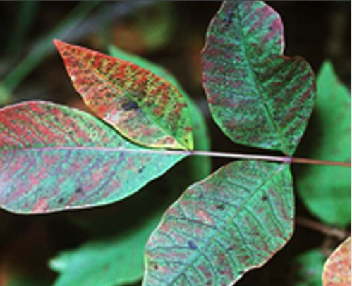 poison sumac